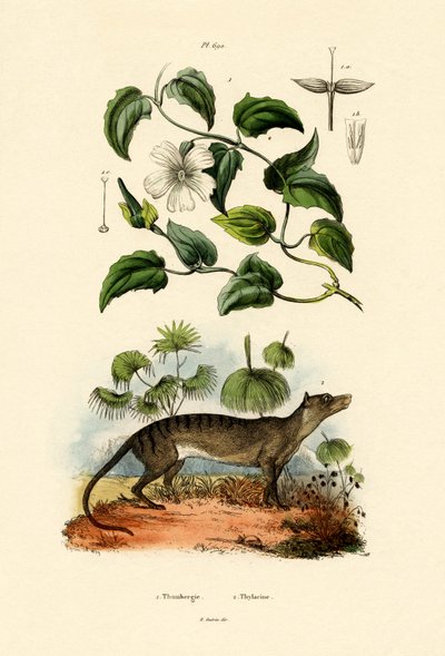 Thunbergia von French School